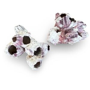Purple Acorn Barnacle Cluster Pair